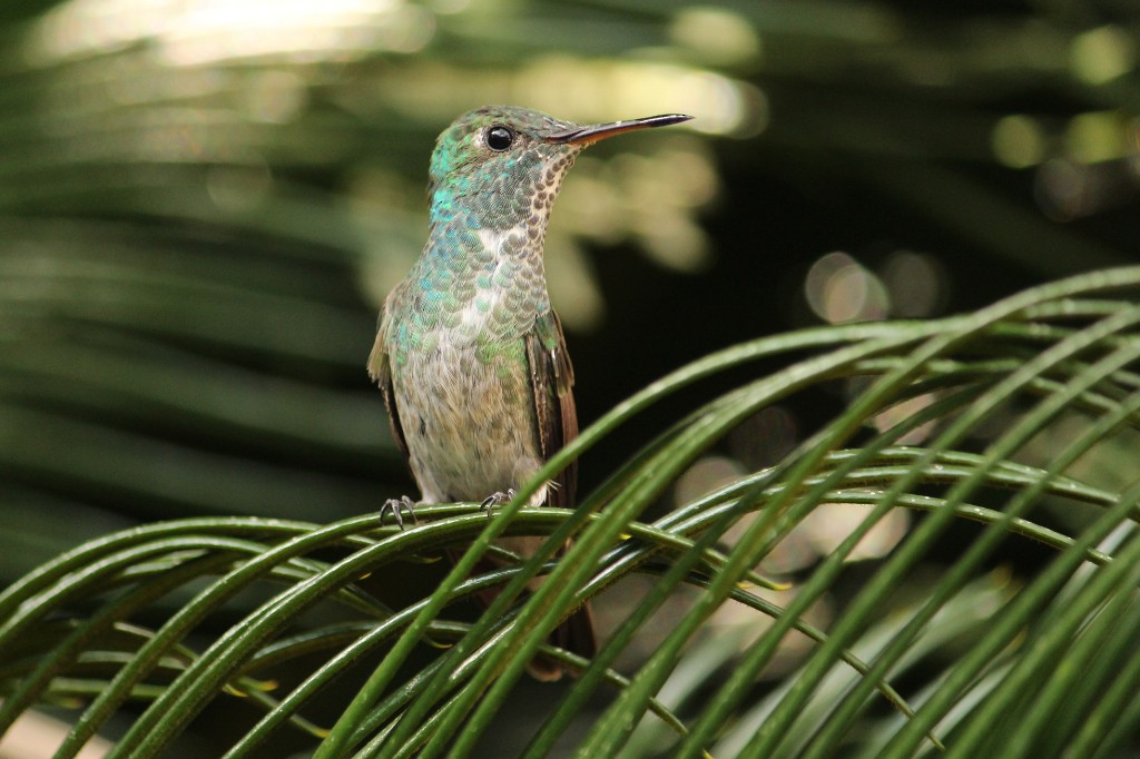 Versicolored Emerald - Natalia Allenspach