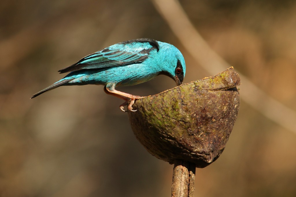 Blue Dacnis - ML106150821