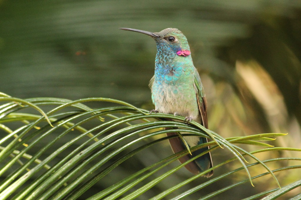 Colibri à ventre blanc - ML106151501