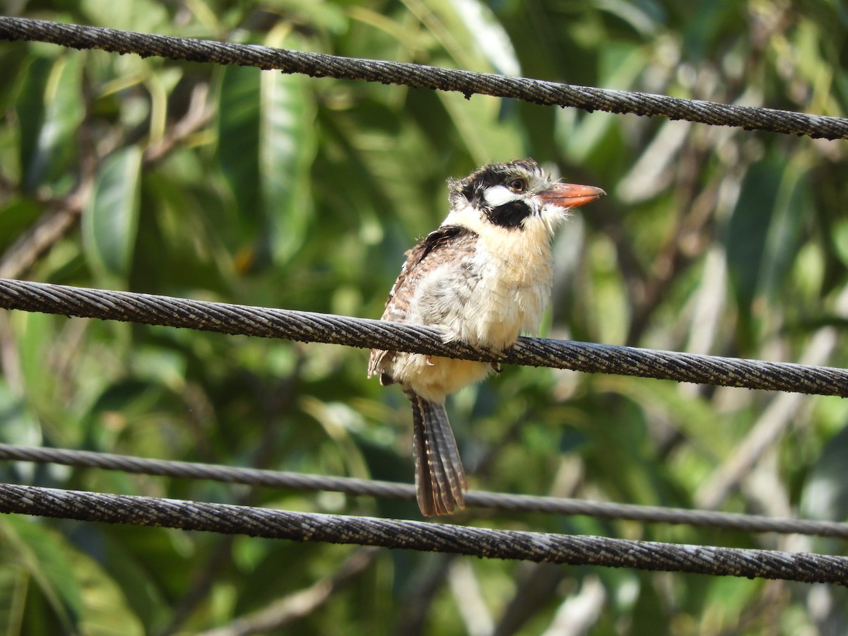 White-eared Puffbird - Alejandro Penco