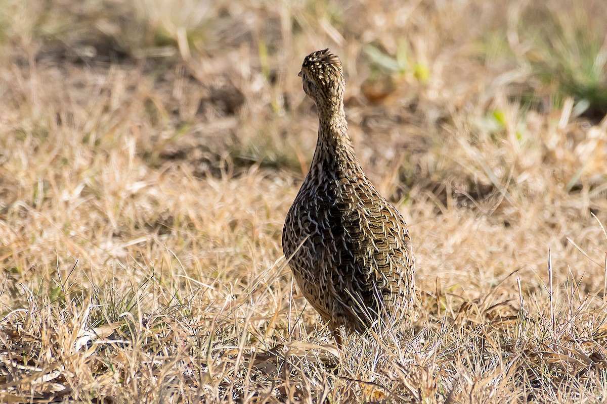 Tinamou tacheté - ML106155341