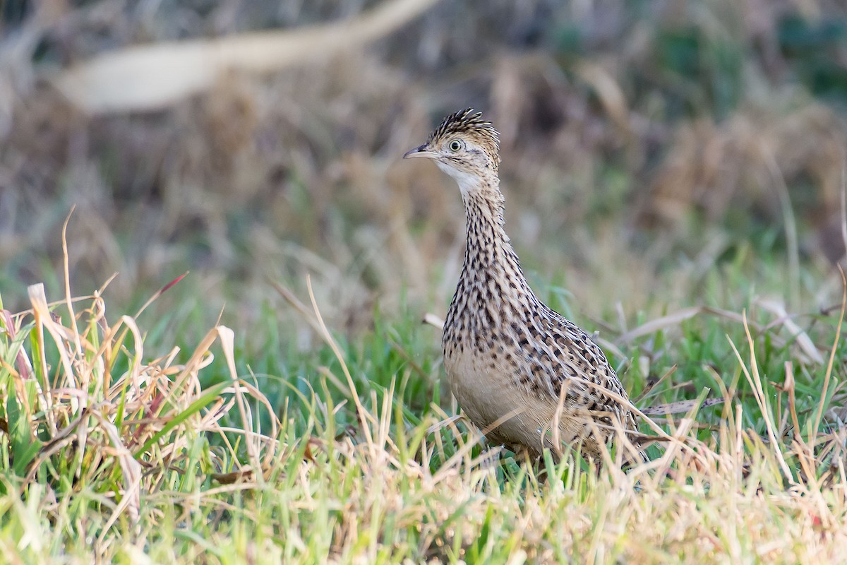 Tinamou tacheté - ML106155431