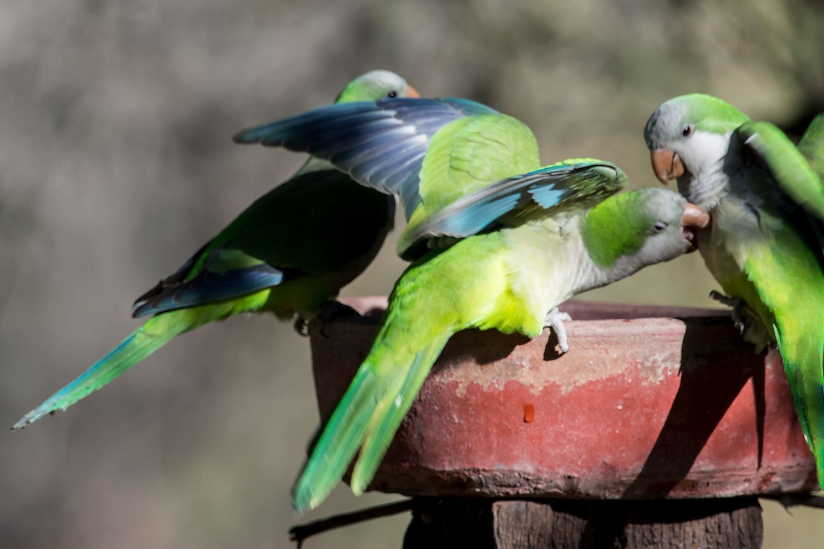 Monk Parakeet - ML106156011