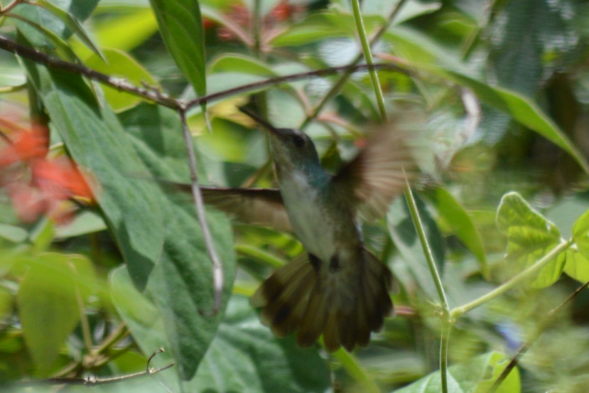 White-bellied Emerald - ML106156411