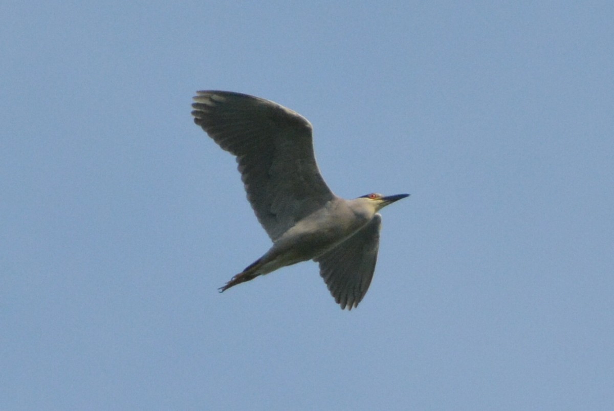 Black-crowned Night Heron - yves dupont