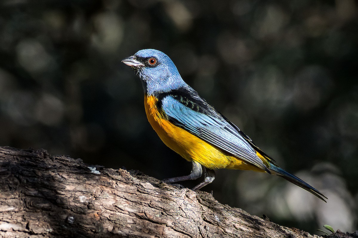 Blue-and-yellow Tanager - Gerardo Serra