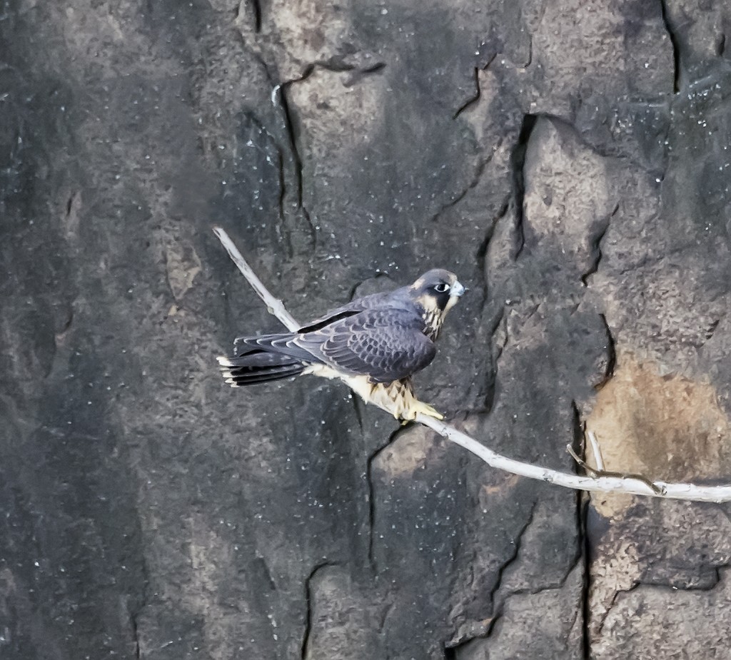 Peregrine Falcon - ML106158461