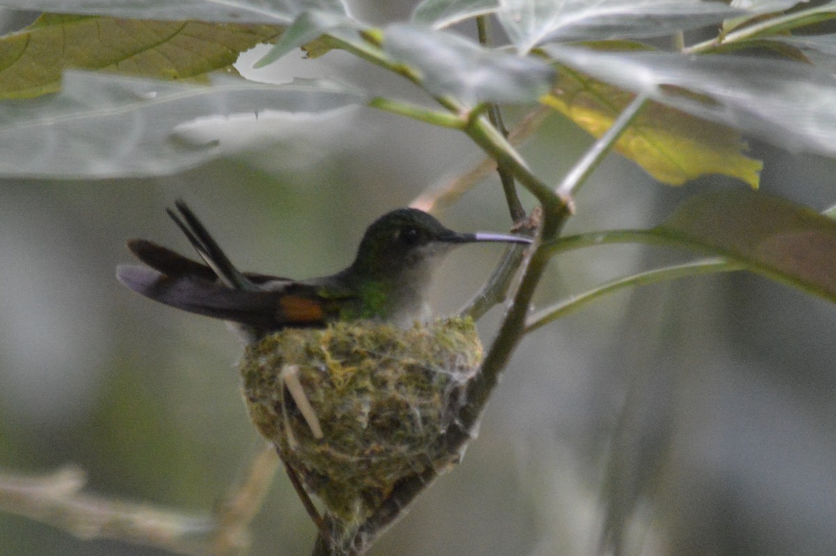 Stripe-tailed Hummingbird - Carlos Mancera (Tuxtla Birding Club)