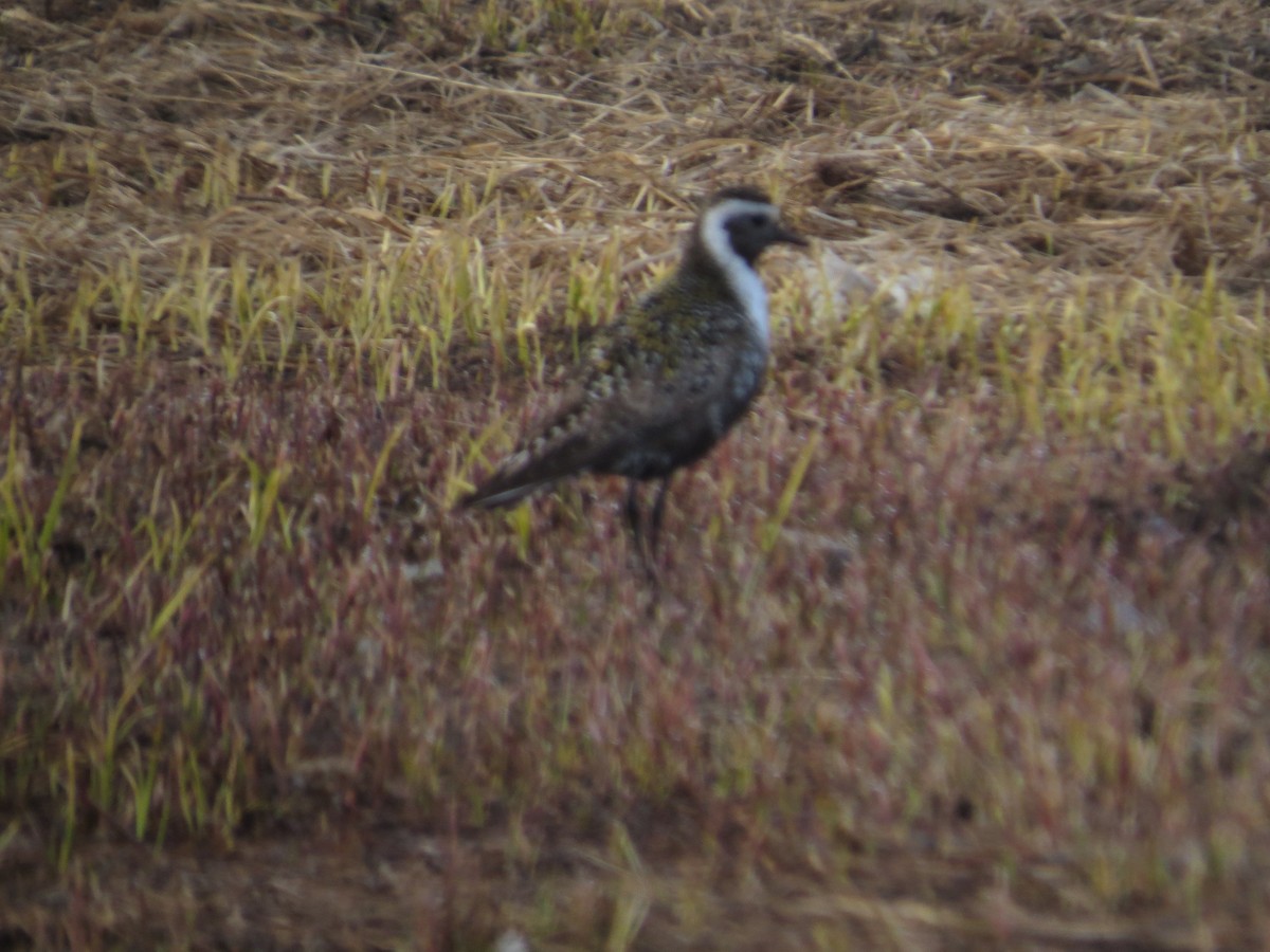 American Golden-Plover - ML106158671