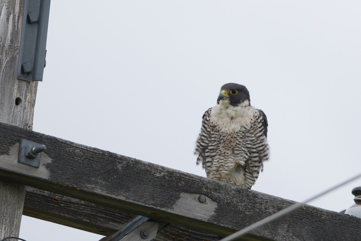 Halcón Peregrino - ML106158931