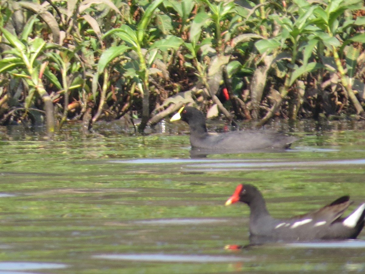 White-winged Coot - Andrea Ferrari