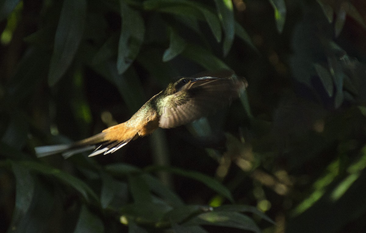 Zimtrot-Schattenkolibri - ML106161171