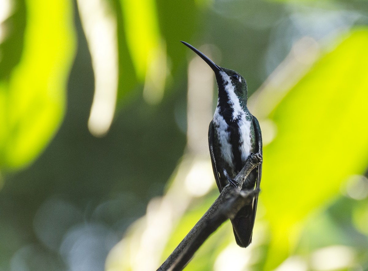 Black-throated Mango - ML106161271