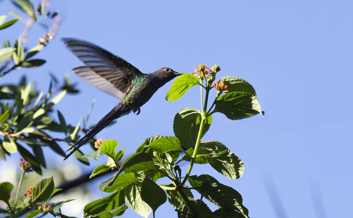 Swallow-tailed Hummingbird - ML106161401