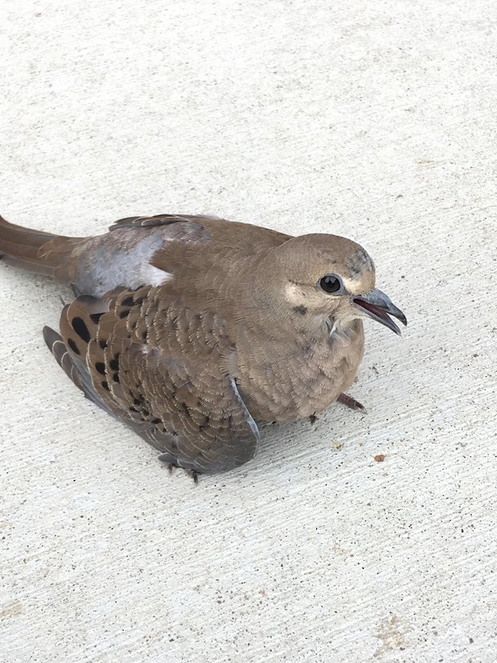 Mourning Dove - ML106163501