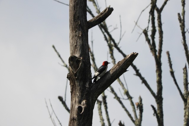 Red-headed Woodpecker - ML106165191