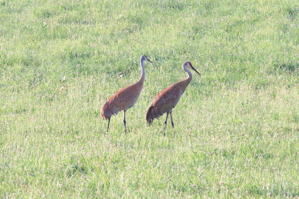 Sandhill Crane - ML106167011