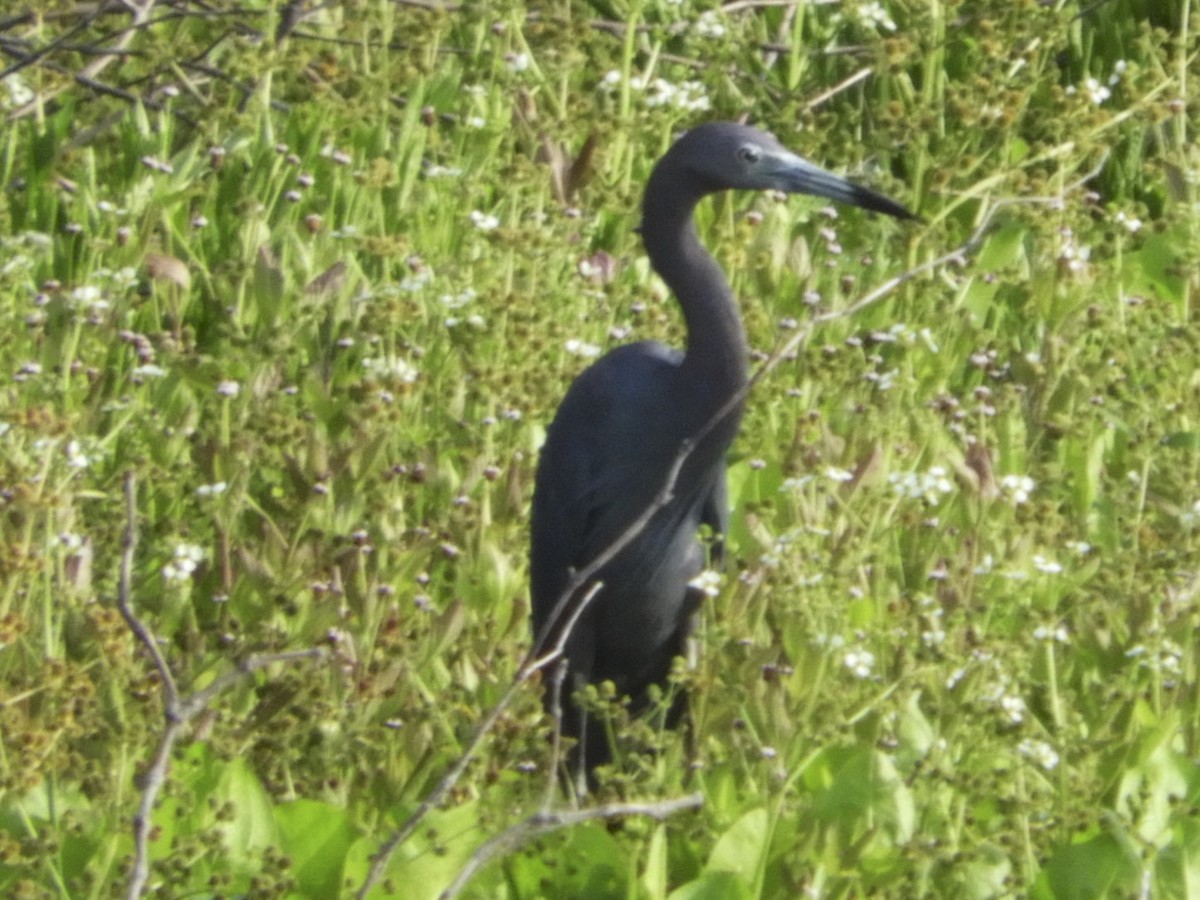 Little Blue Heron - ML106167051