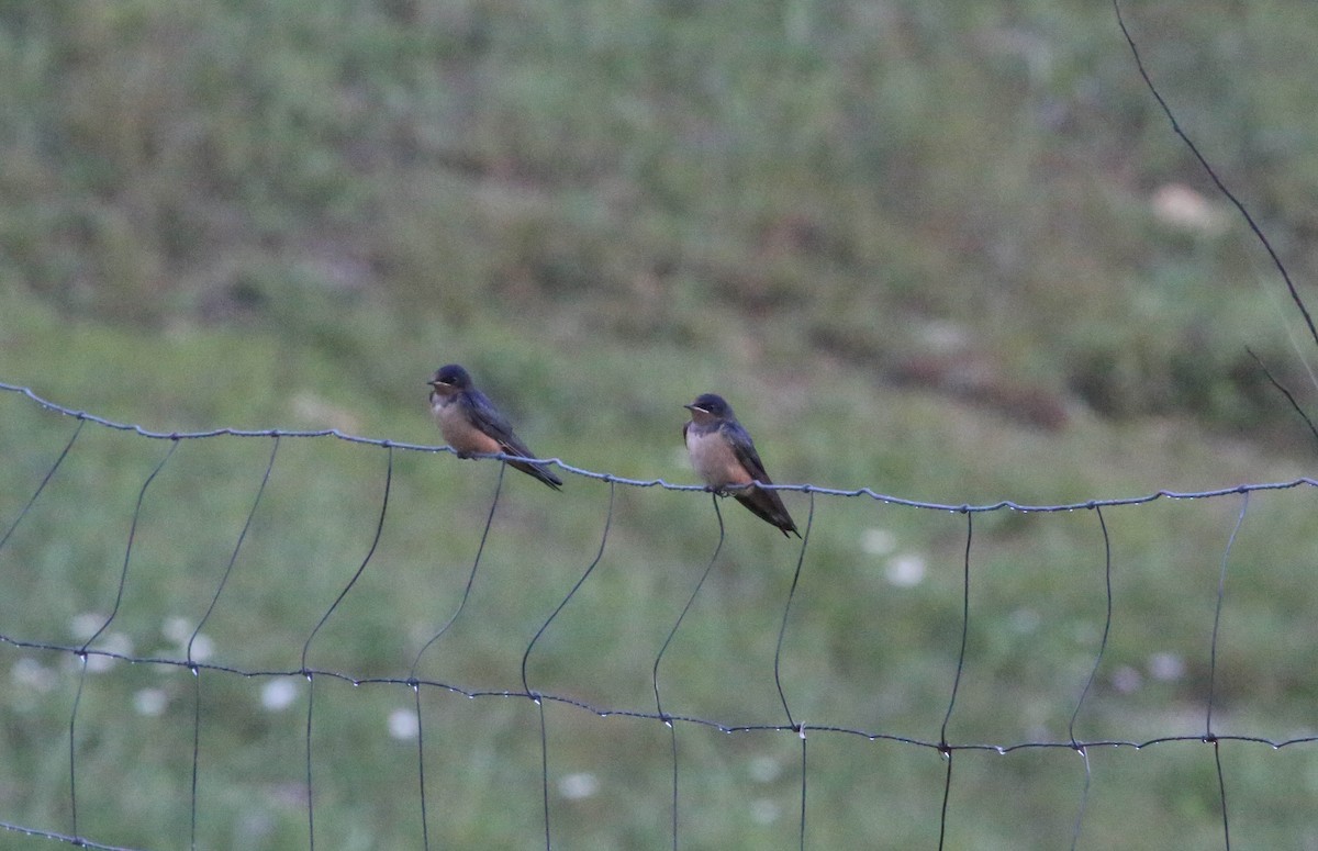 Golondrina Común - ML106168441