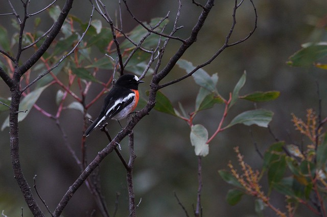 Scarlet Robin - Steve Camilleri