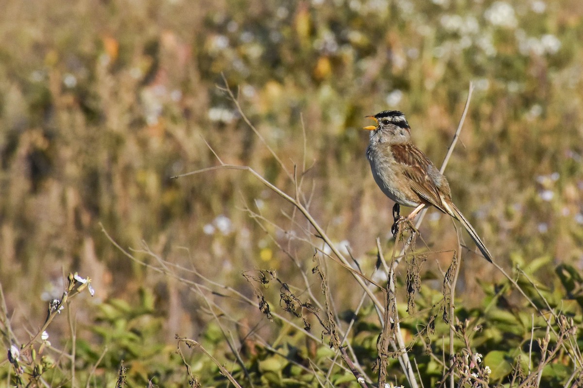 White-crowned Sparrow (nuttalli) - ML106170221