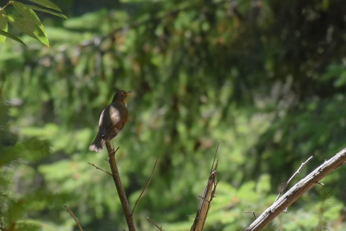 Swainson's Thrush - ML106171431