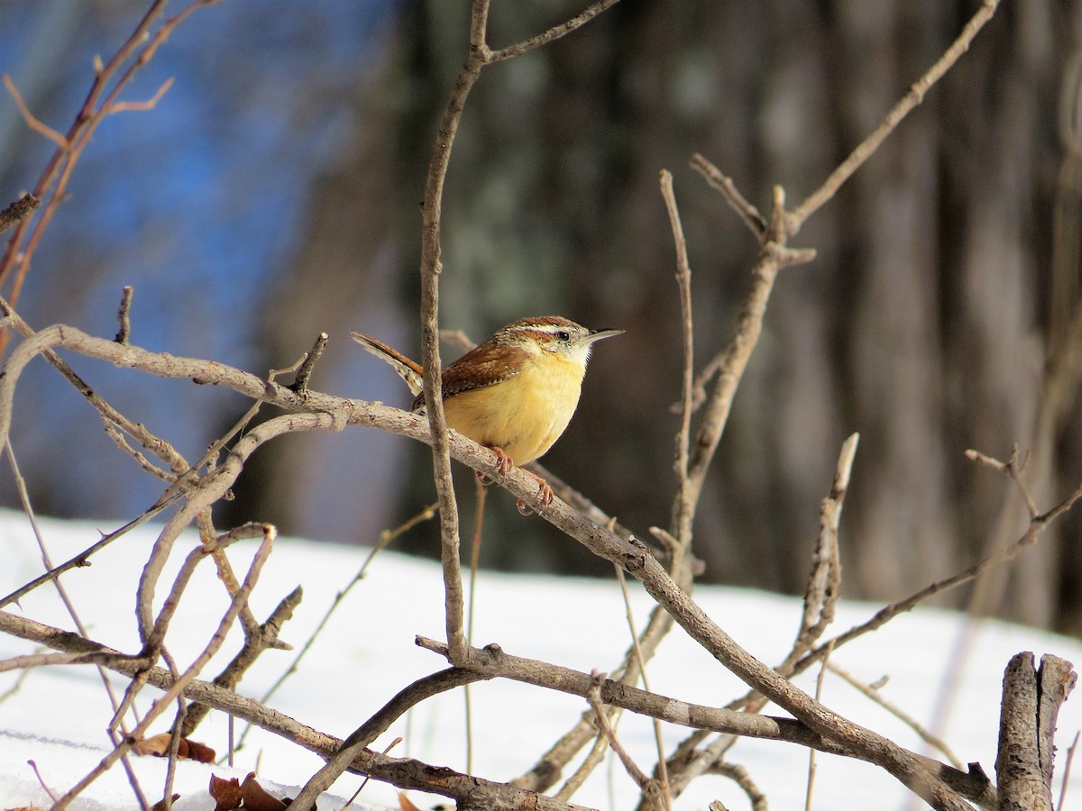 Carolina Wren - ML106173471