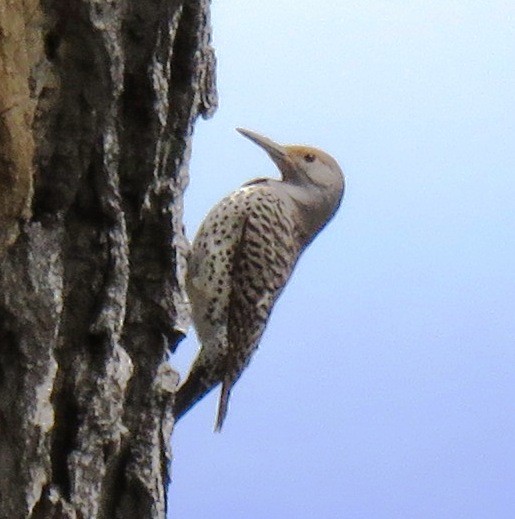 Northern Flicker (Red-shafted) - Sandra Blair