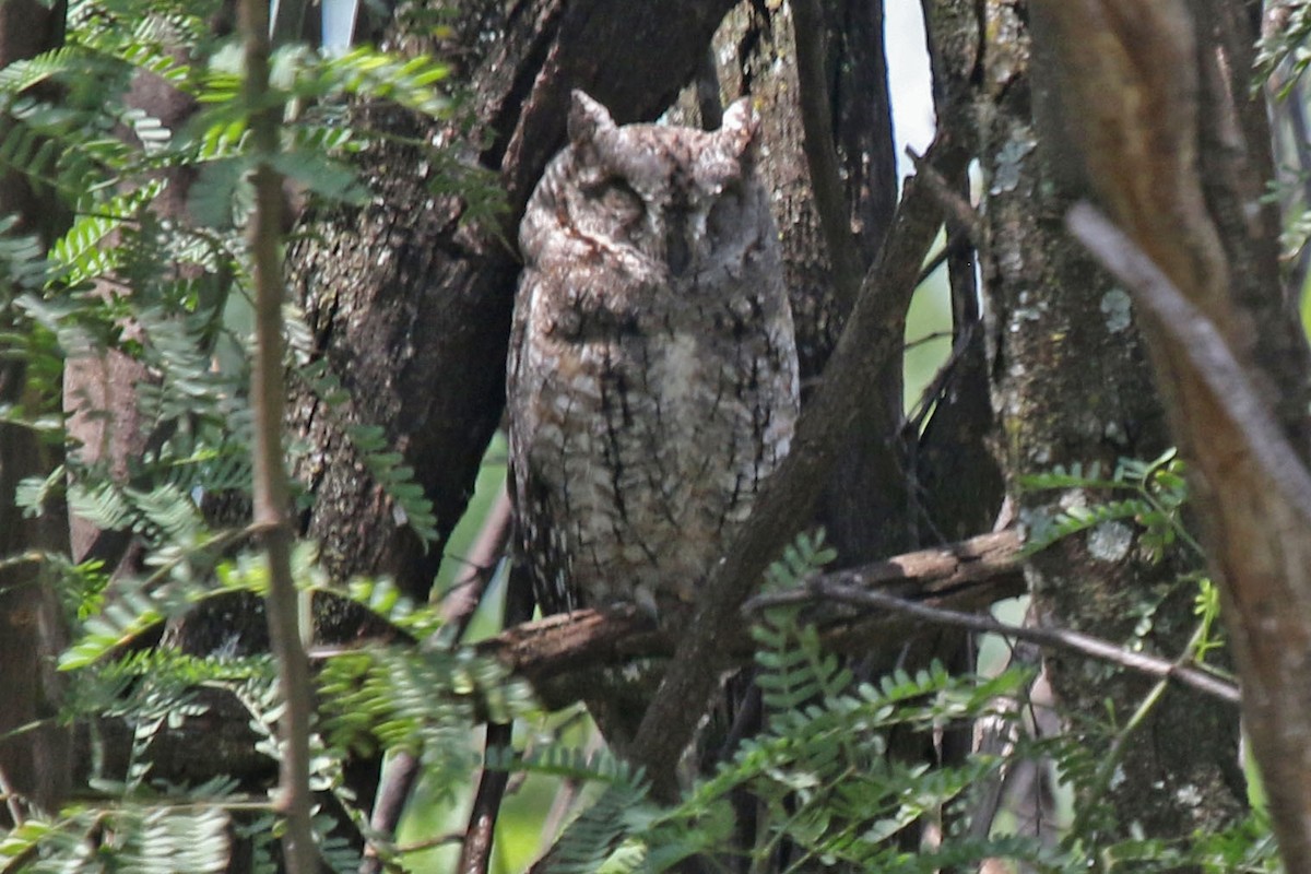 African Scops-Owl - ML106175081