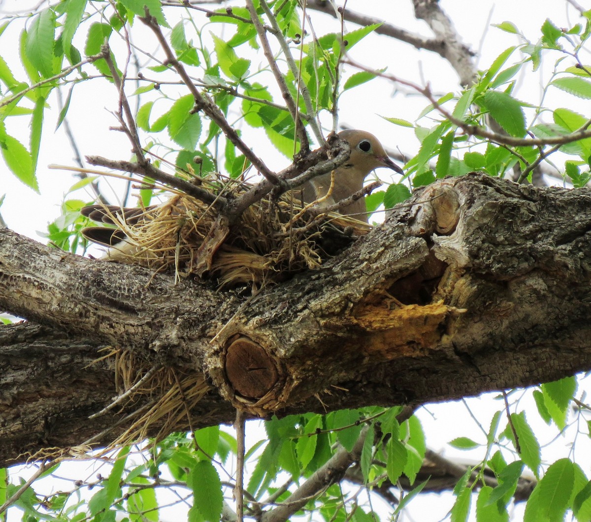 Mourning Dove - ML106177001