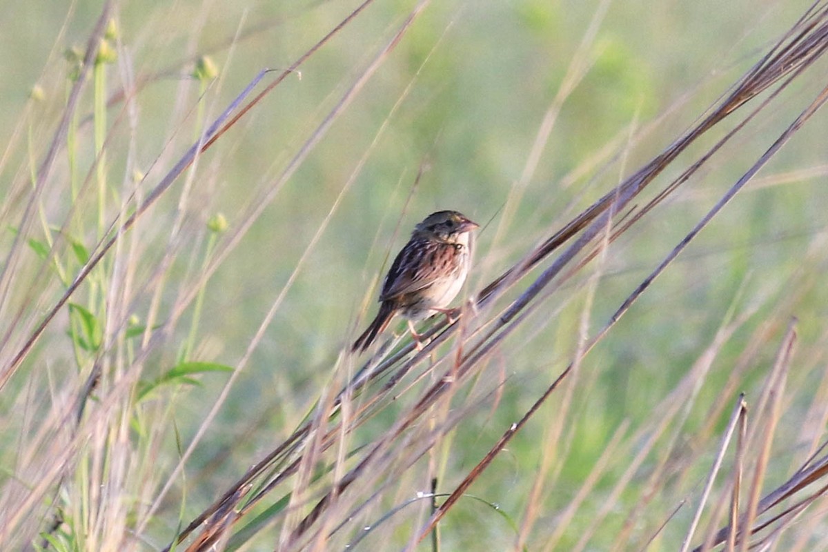 Henslow's Sparrow - ML106177311