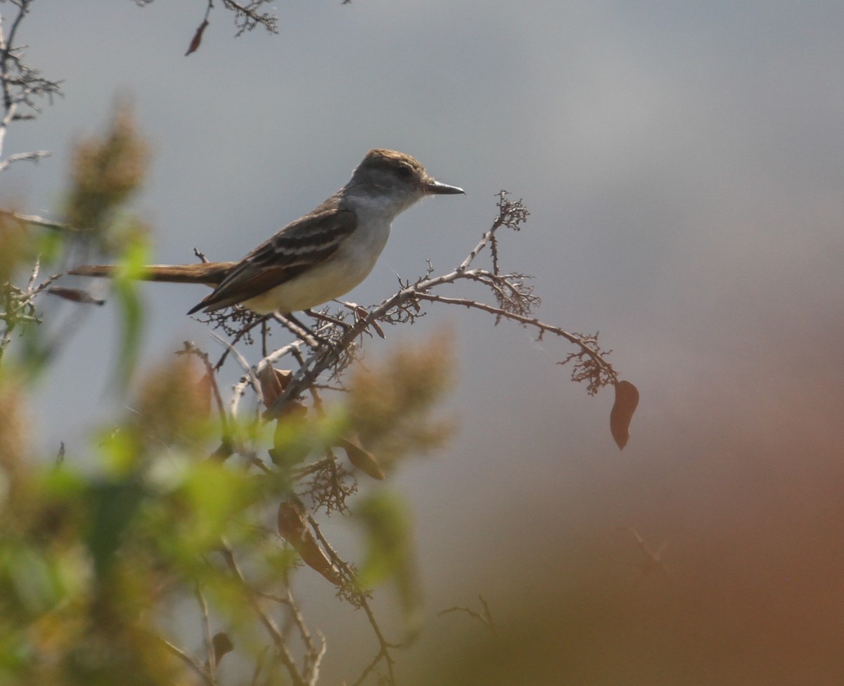 Ash-throated Flycatcher - ML106178931