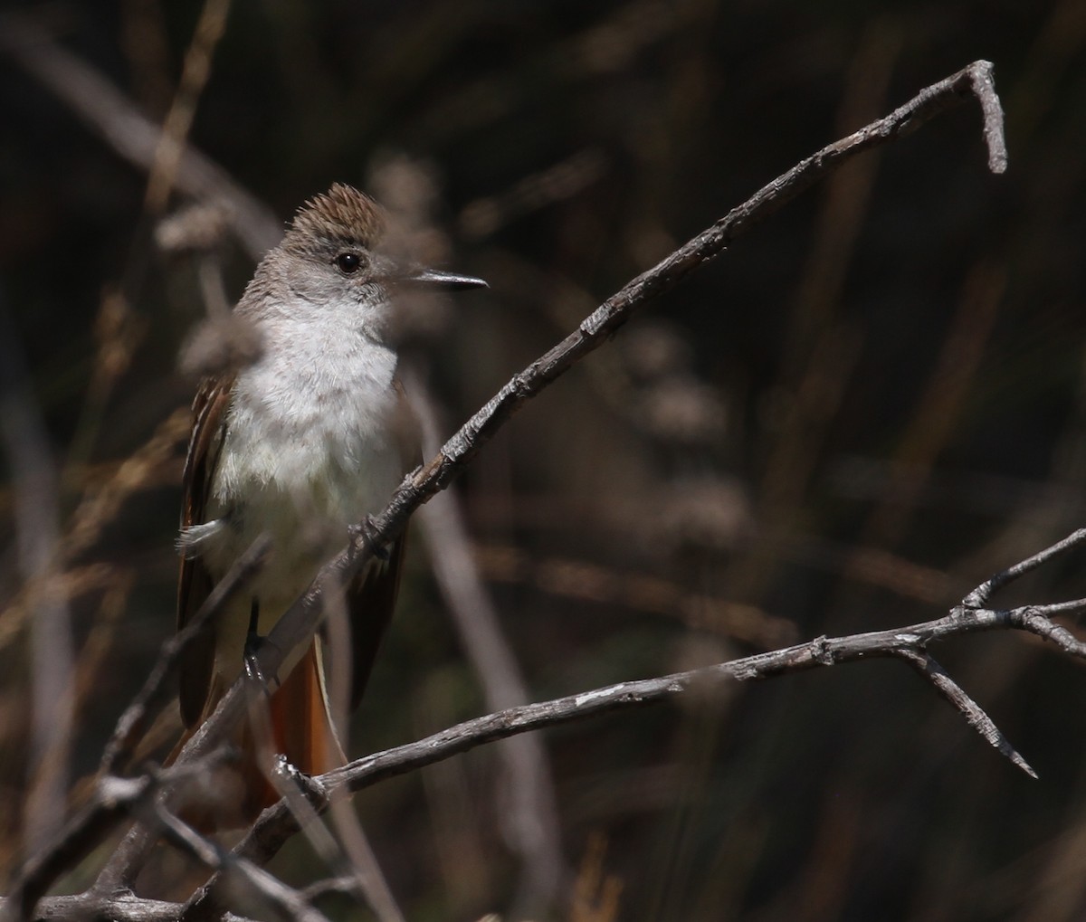Ash-throated Flycatcher - ML106179121