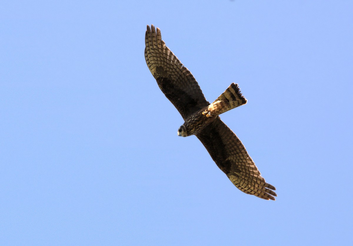 Long-winged Harrier - ML106180571