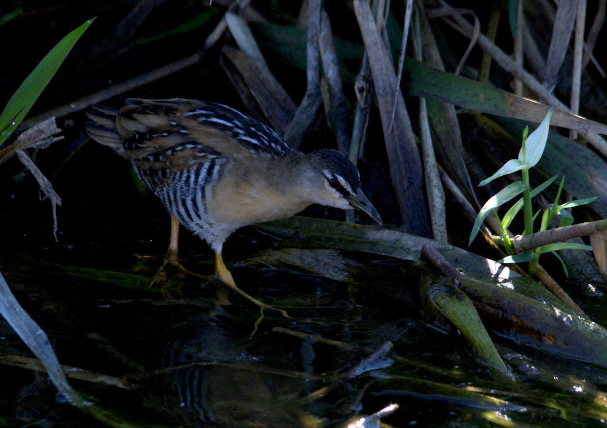 Yellow-breasted Crake - ML106180891