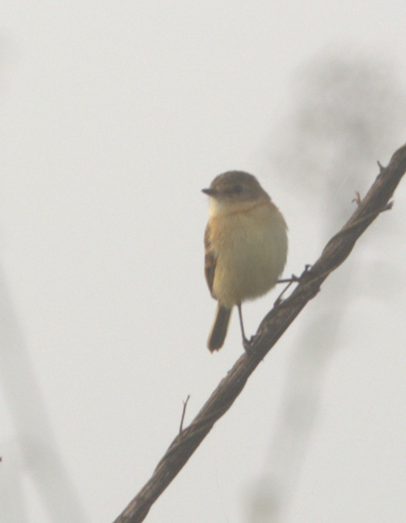 Tyranneau barbu - ML106181091