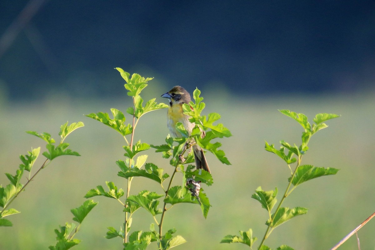 Dickcissel - ML106181311