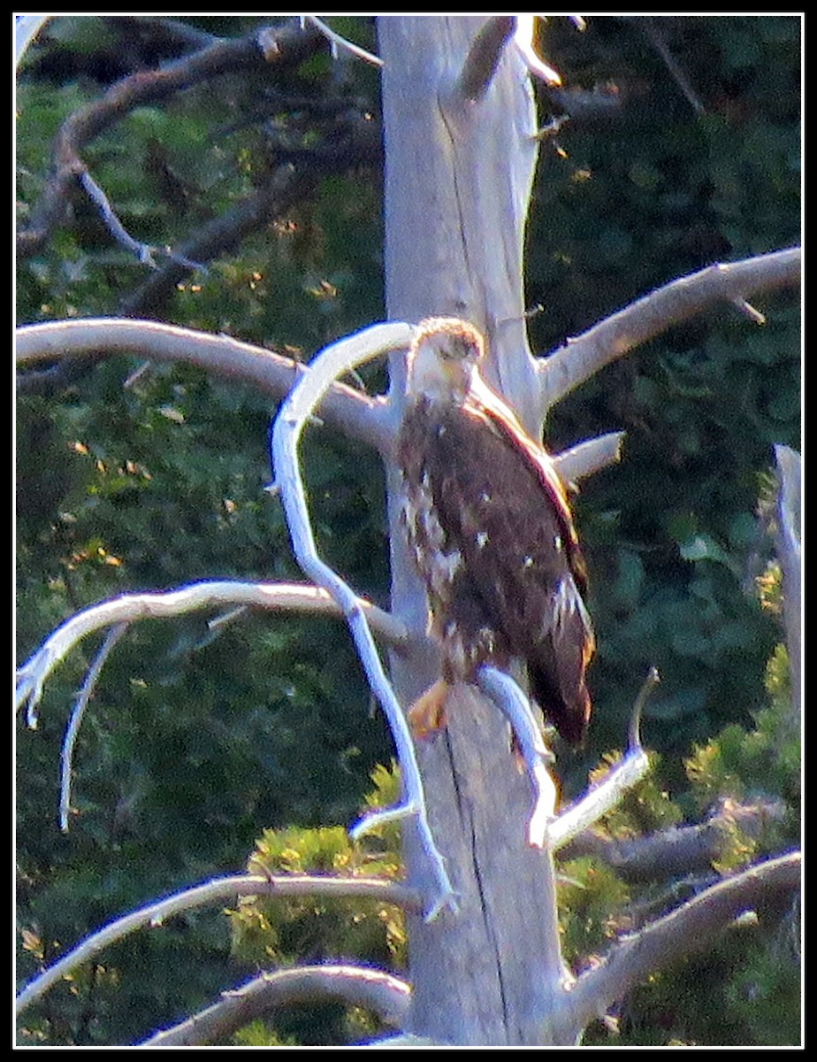Bald Eagle - Peter Gordon