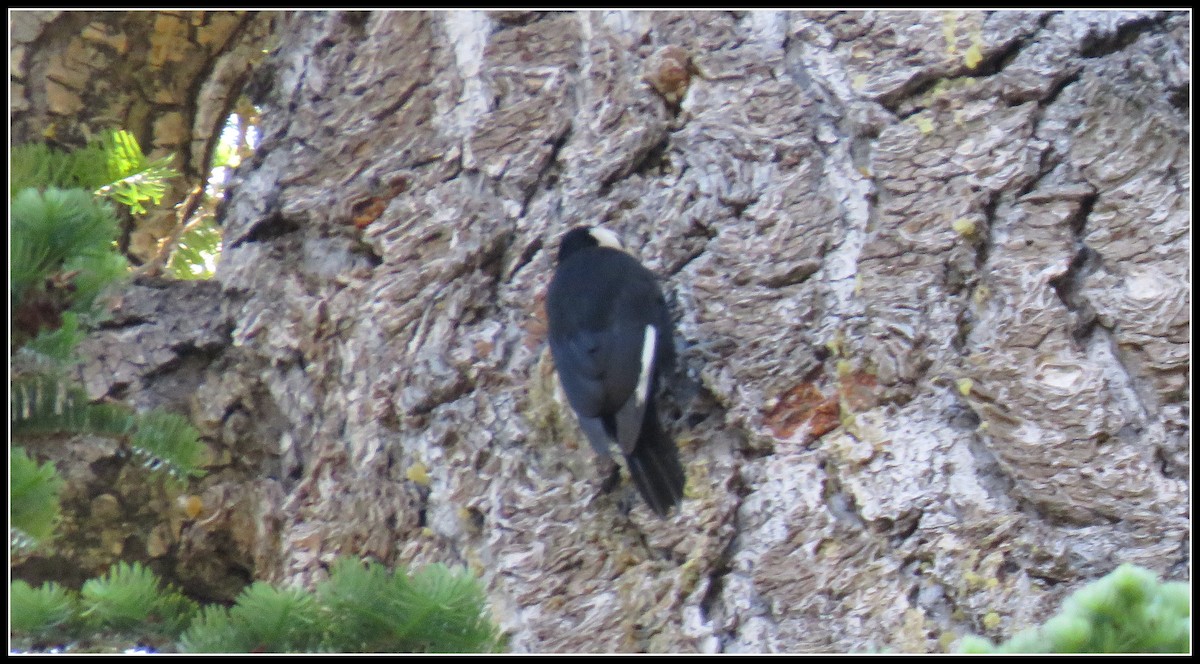 White-headed Woodpecker - Peter Gordon