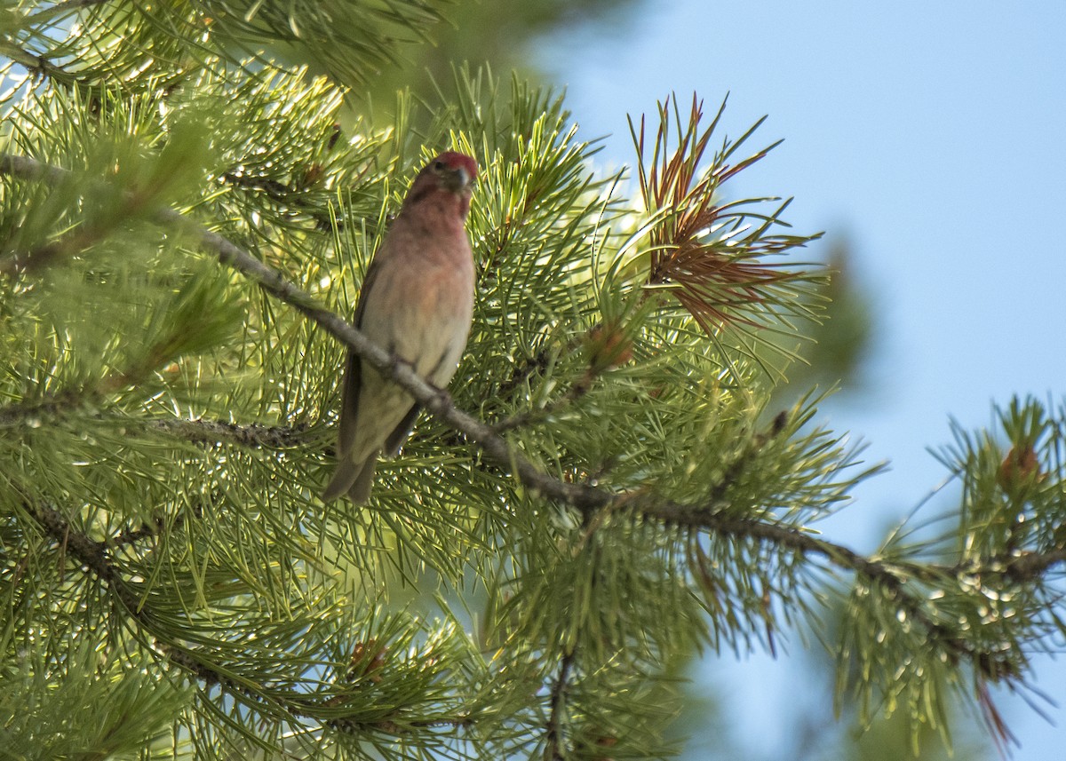 Cassin's Finch - Ernest Rowley