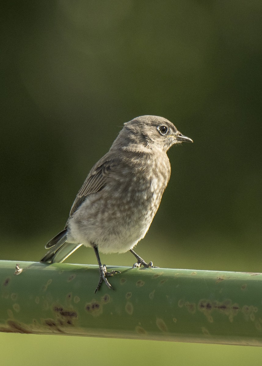 Mountain Bluebird - ML106185981