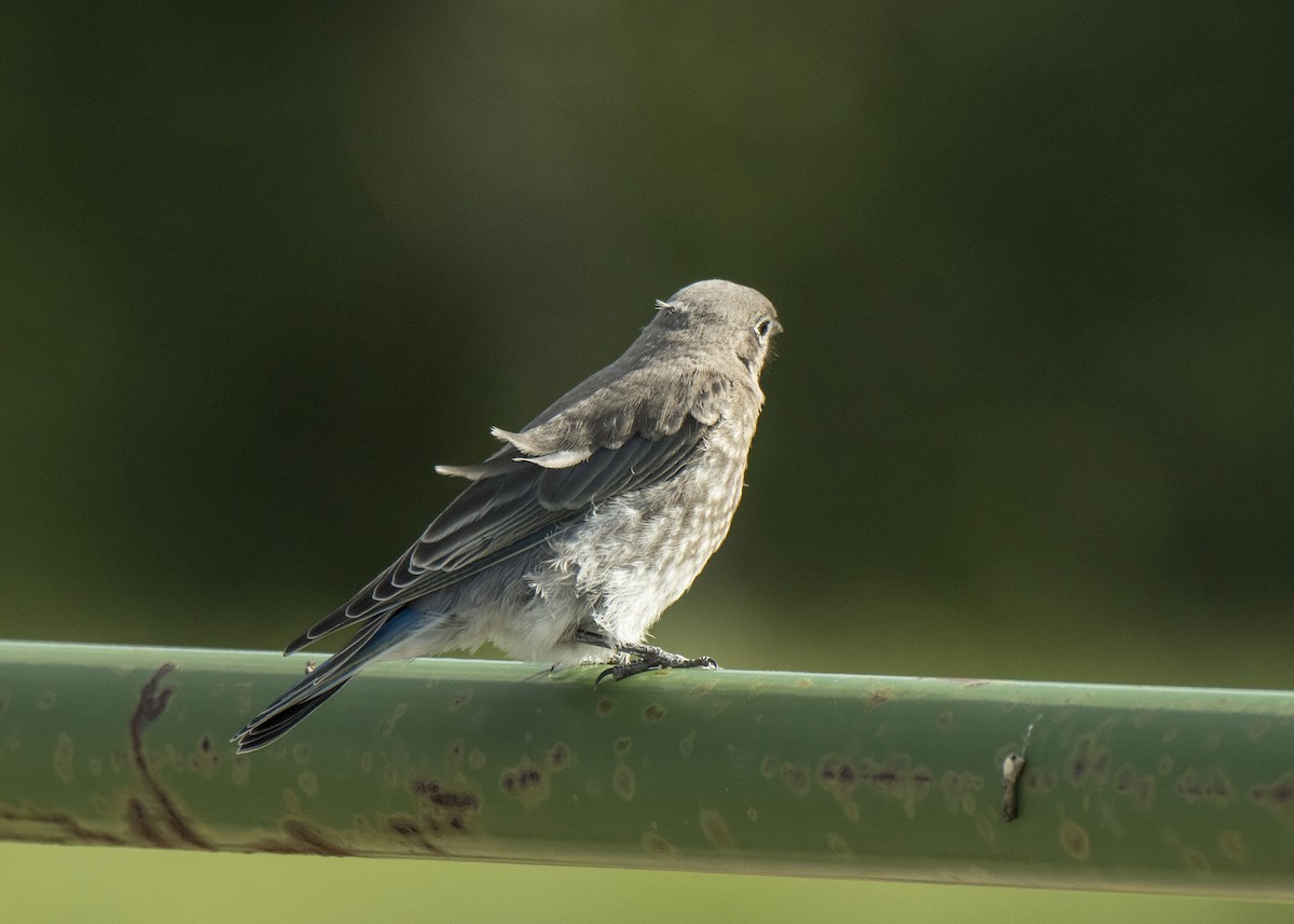 Mountain Bluebird - ML106185991