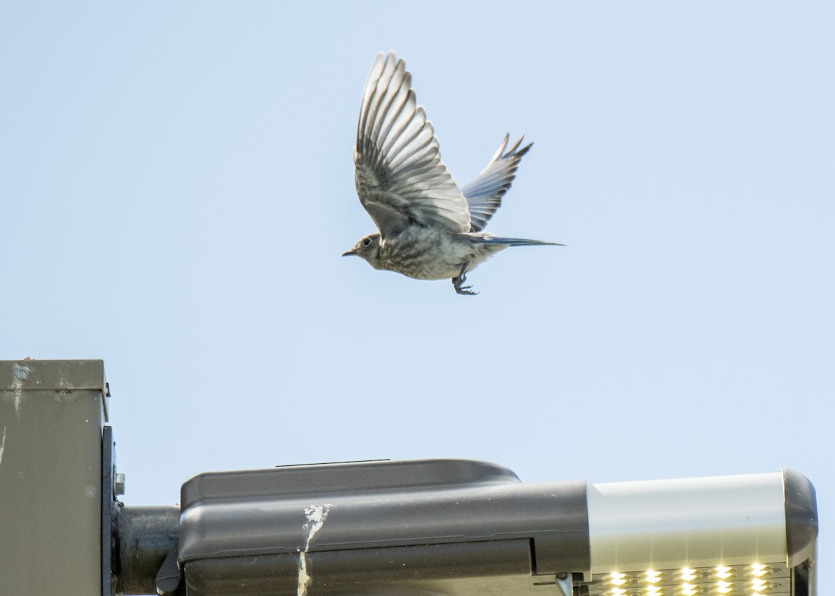 Mountain Bluebird - ML106186001