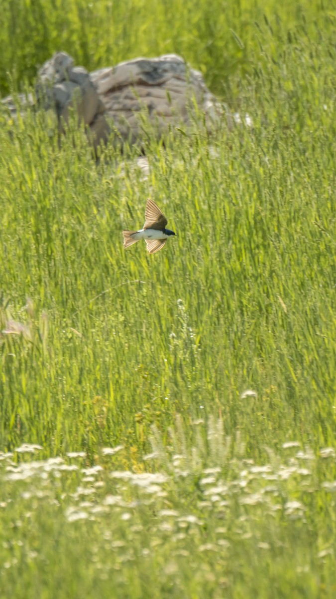 Tree Swallow - ML106186111