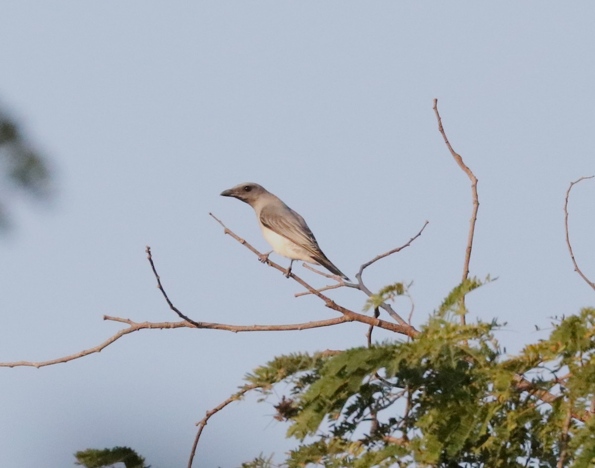 Javan Cuckooshrike - ML106186861