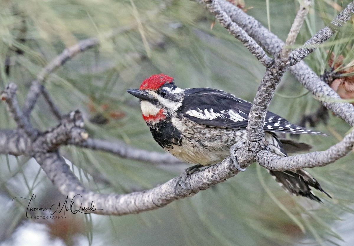 Red-naped Sapsucker - ML106186871