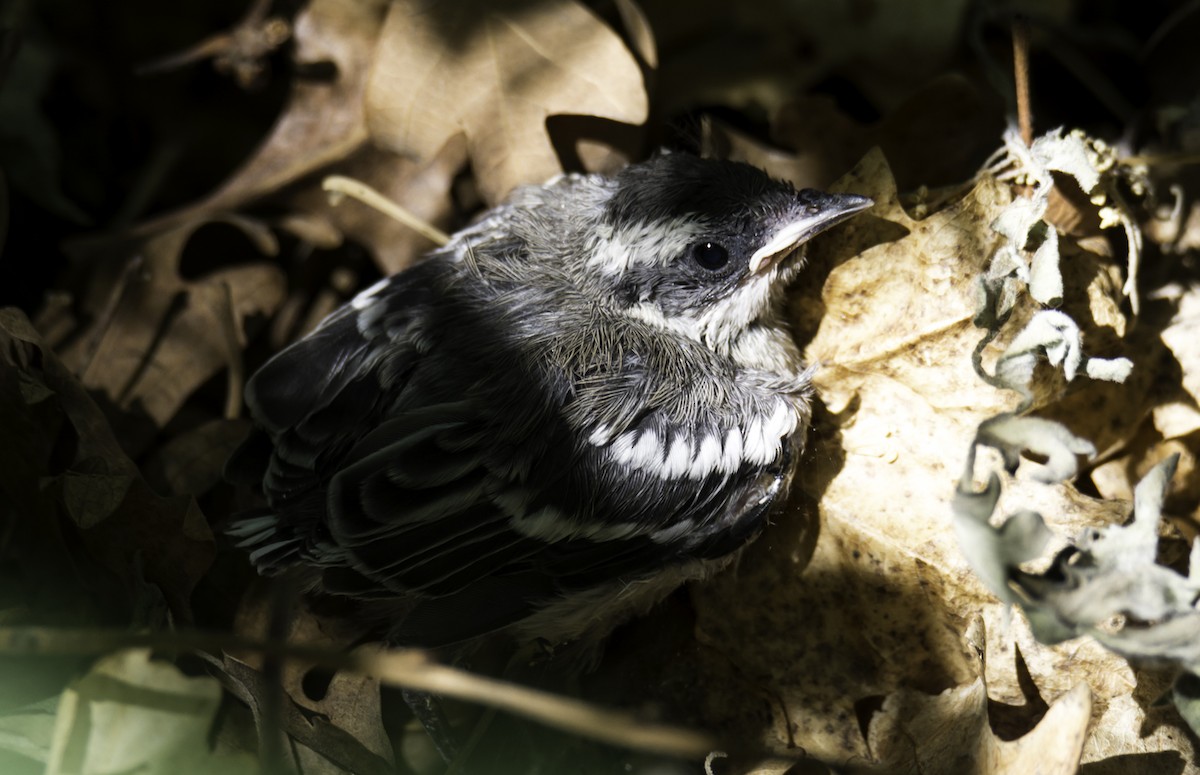Black-throated Gray Warbler - ML106188581