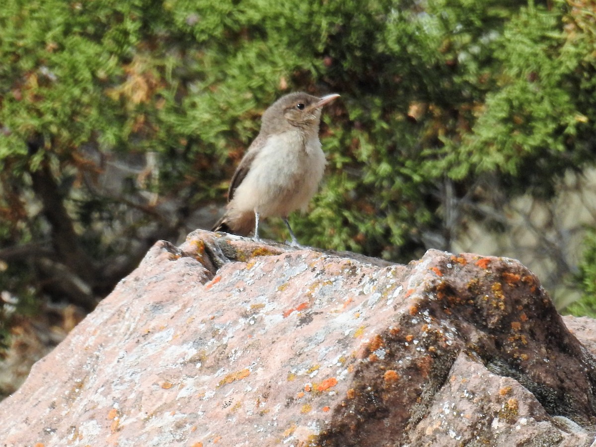 Rock Wren - ML106196861