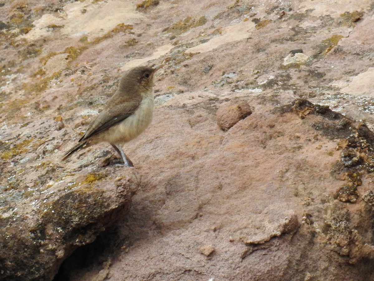 Rock Wren - Tina Toth