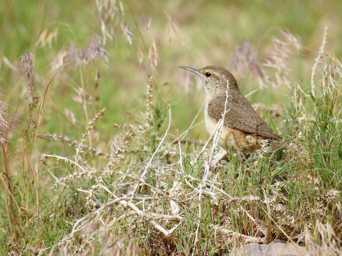 Rock Wren - ML106196911